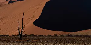 170122: dunes and dead trees are part of Namib landscape
