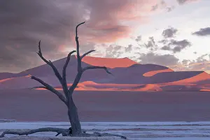 Acacia: DUNES DEADVLEI