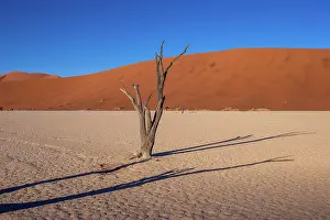 Acacia: DUNES DEADVLEI