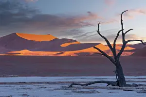 Acacia: DUNES DEADVLEI