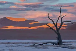 Acacia: DUNES DEADVLEI