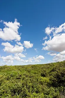 Tondini: Dunes and Mediterranean bush behind Capalbio