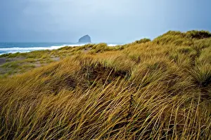 Sedge: Dunes, Oregon Coast