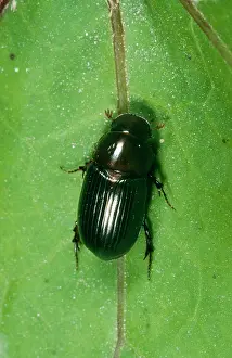 Beeltes: Dung Beetle