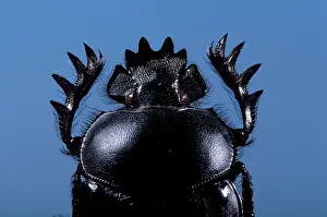 Scarabeidae: Dung Beetle