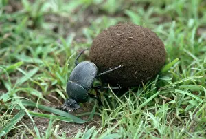 Scarabeidae: Dung Beetle