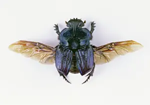 Scarabaeidae: Dung Beetle