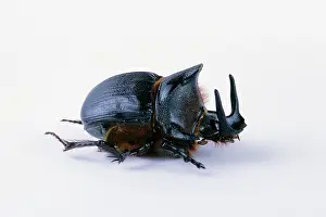 Scarabaeidae: Dung Beetle