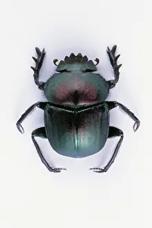 Scarabaeidae: Dung Beetle