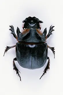 Dung: Dung Beetle