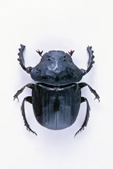 Dung: Dung Beetle