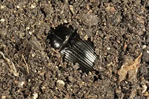 Soil: Dung Beetle