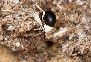 Faeces: Dung Beetle - Close up of entire body on dried dung