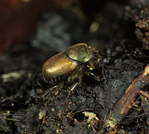 Coenobita: Dung Beetle on dung