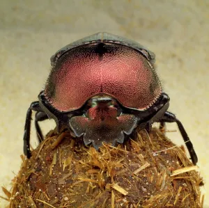 Faeces: DUNG BEETLE - on dung ball