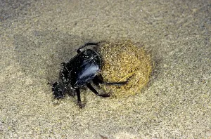 Faeces: Dung Beetle / Dung Chafer / Scarab / Tumblebug