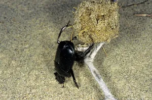 Faeces: Dung Beetle / Dung Chafer / Scarab / Tumblebug