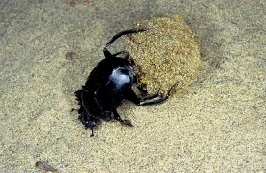 Faeces: Dung Beetle / Dung Chafer / Scarab / Tumblebug