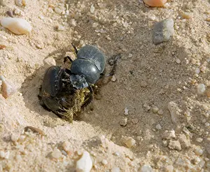 Scarabaeus: Dung Beetle - two fight for the dung