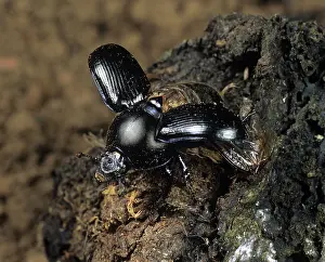 Geotrupes: Dung Beetle (Geotrupes spiniger)
