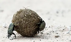 Malilangwe: Dung Beetle male rolling a ball of dung with female