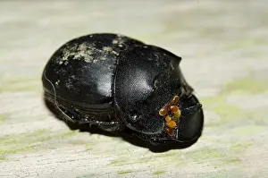 Mites: Dung Beetle - with Phoretic Mites (Acari Subclass