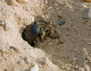 Preparing: Dung Beetle - Preparing its ball