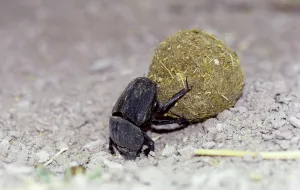 Scarabaeidae: DUNG BEETLE - Rolling ball of dung with hind legs