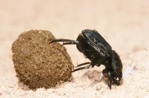 Strength: DUNG BEETLE - ROLLING DUNG