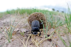 Working: Dung Beetle - rolling dung