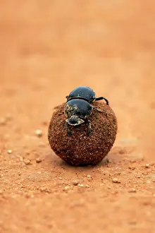 Roll: Dung beetle (Scarabaeus sacer), rolls ball of elephant