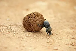 Ball: Dung beetle (Scarabaeus sacer), rolls ball of elephant