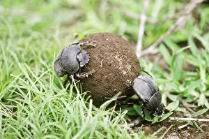 Coleopteran: Dung Beetles