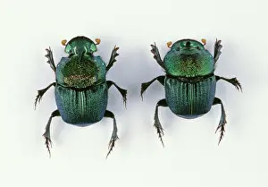 Scarabaeidae: Dung Beetles