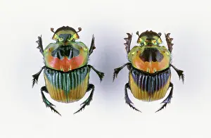 Imperator: Dung Beetles