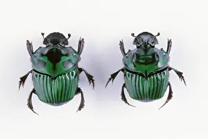 Dung: Dung Beetles