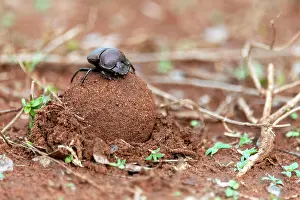Private: Dung beetles burying a large dung ball in Zimanga