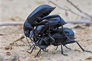 Dung: Three dung beetles on top of each other, black beetles