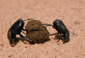 Faeces: DUNG BEETLES - two rolling a dung ball