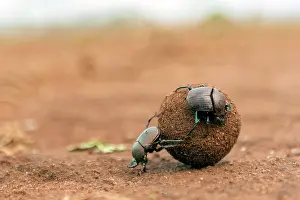 Private: Dung beetles rolling a large dung ball in Zimanga