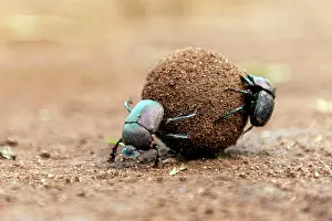 Private: Dung beetles rolling a large dung ball in Zimanga