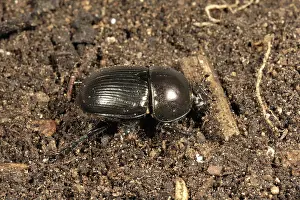 Soil: Dung or dor beetle