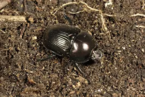 Soil: Dung or dor beetle