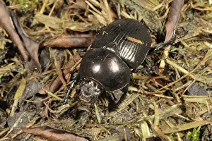 Soil: Dung or dor beetle