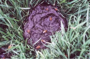 Faeces: DUNG FLIES - on Cow pat