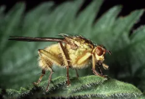 Dung: DUNG FLY