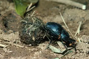 Monteverde: Dung-rolling Beetle