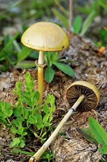 Excretion: Dung roundhead on cow dung - Alps France