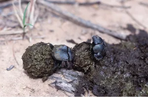 Balls: DUNG / Scarab BEETLE - x2 and dung