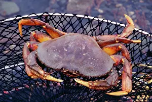 Cancer: Dungeness CRAB - in net, edible